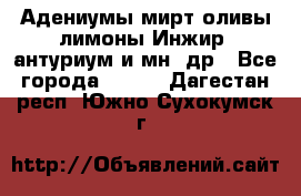 Адениумы,мирт,оливы,лимоны,Инжир, антуриум и мн .др - Все города  »    . Дагестан респ.,Южно-Сухокумск г.